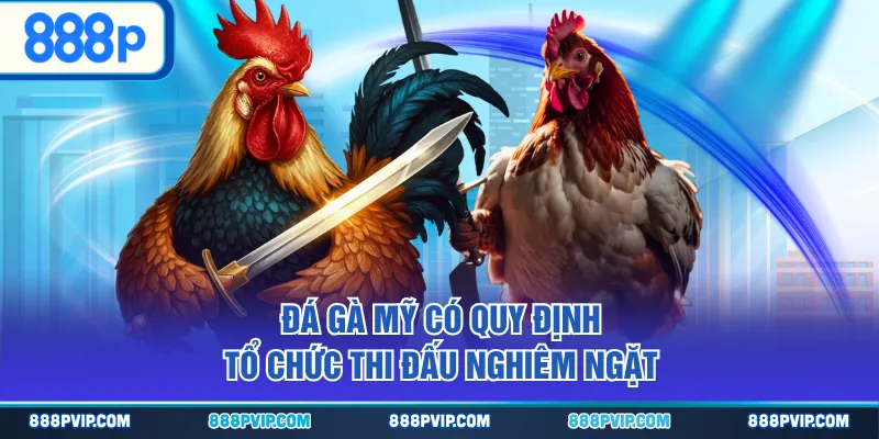 Đá gà Mỹ có quy định tổ chức thi đấu nghiêm ngặt